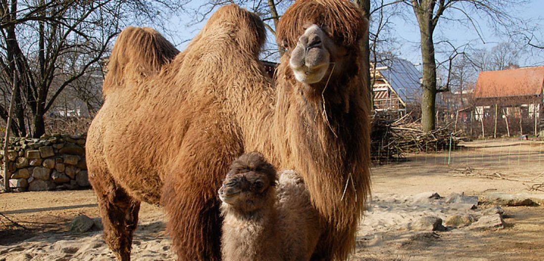Bactrian camel - Zoo Görlitz