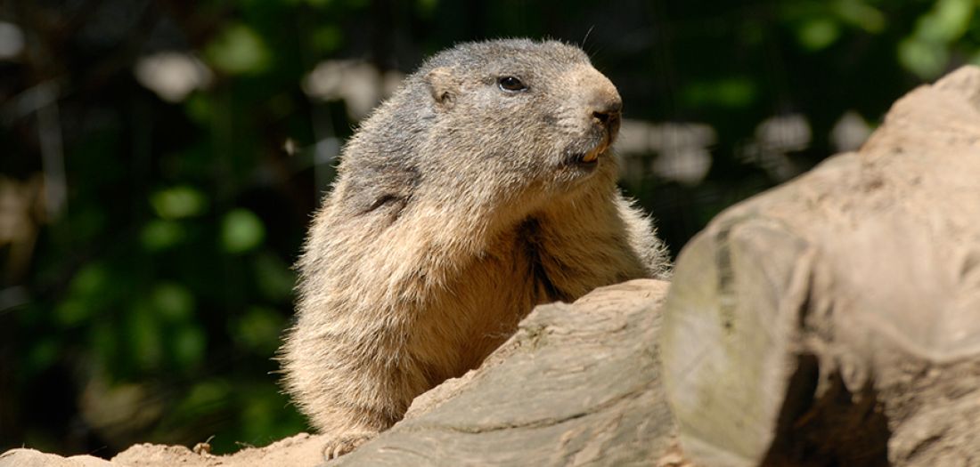Alpine marmot - Zoo Görlitz