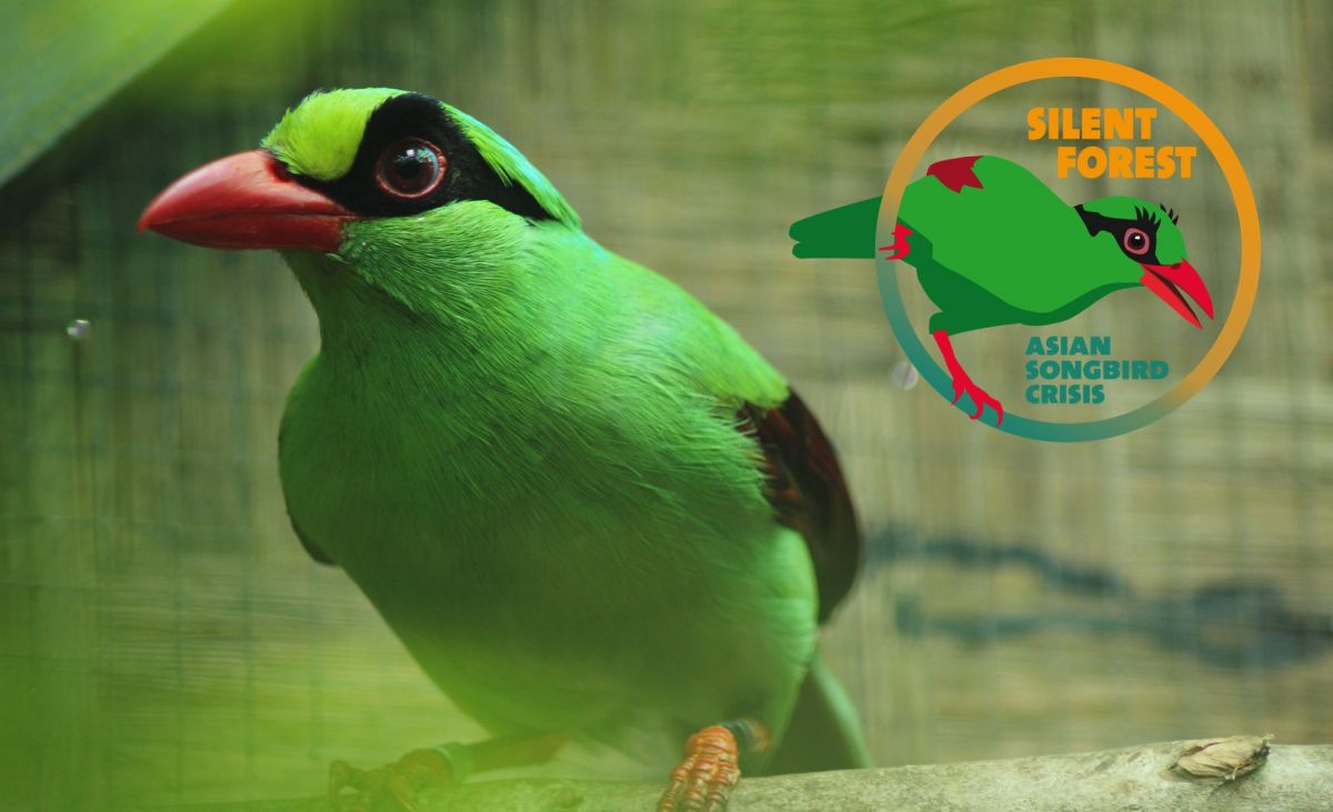 Silent Bird Kampagne