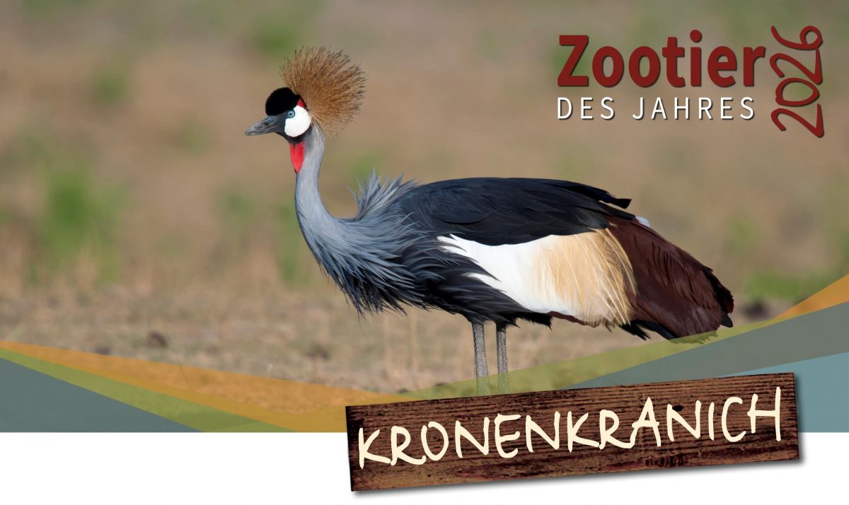 Zootier des Jahres - Kampagne