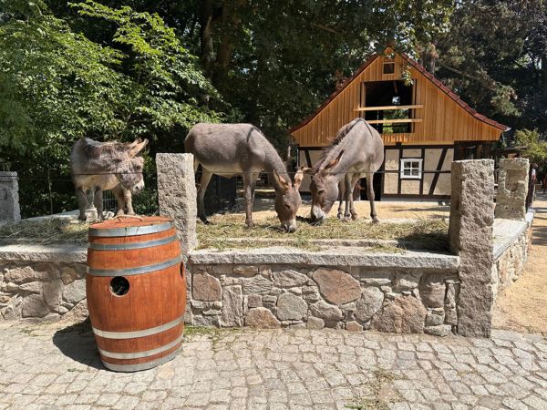 Esel auf dem Tisch