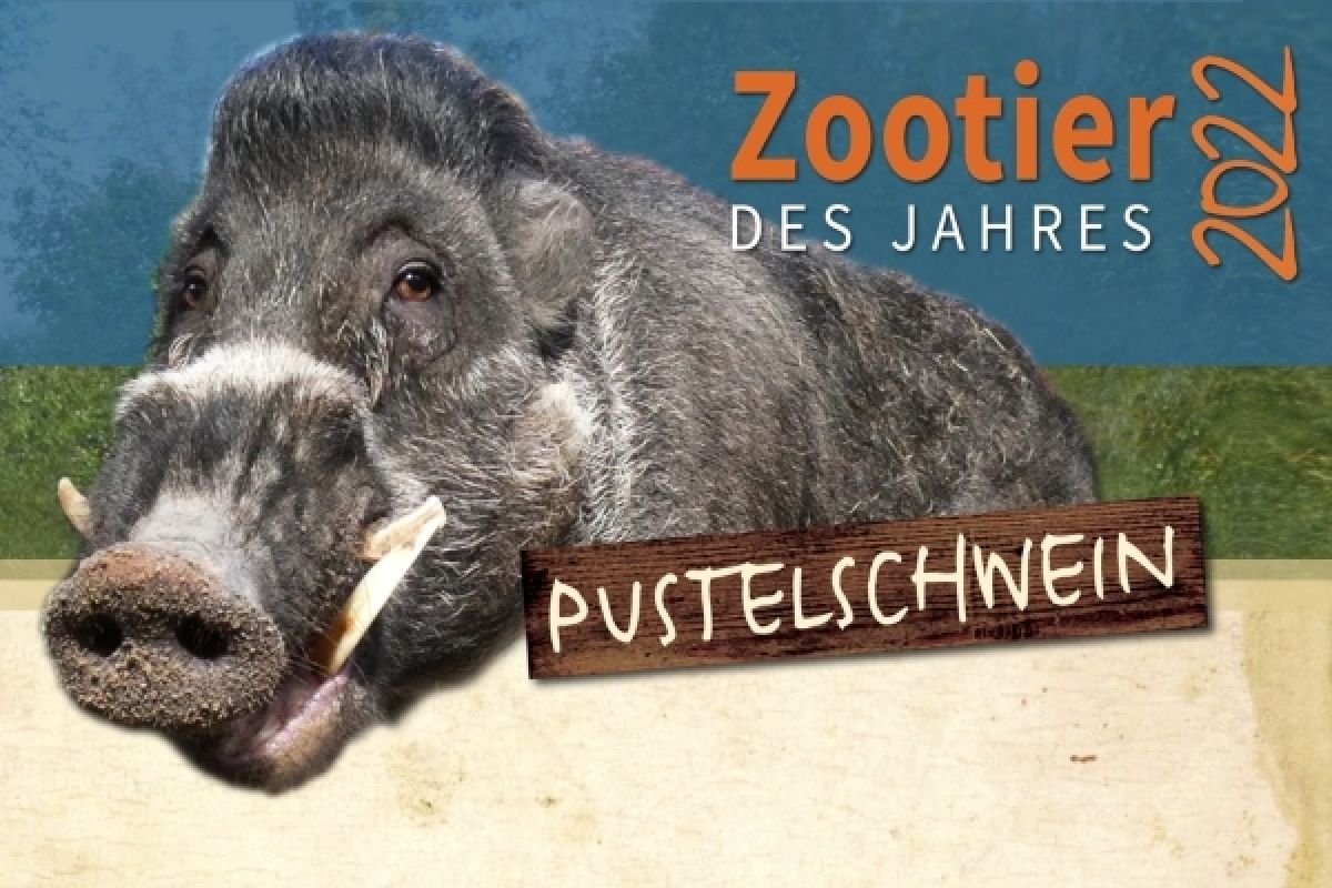 Zootier des Jahres - Kampagne