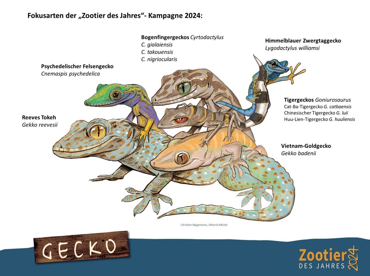 Gatunki gekonów na których skupia się kampania