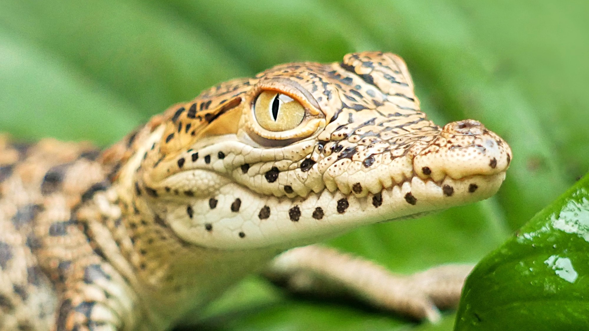 Zootier des Jahres 2021 - Tierpark Görlitz