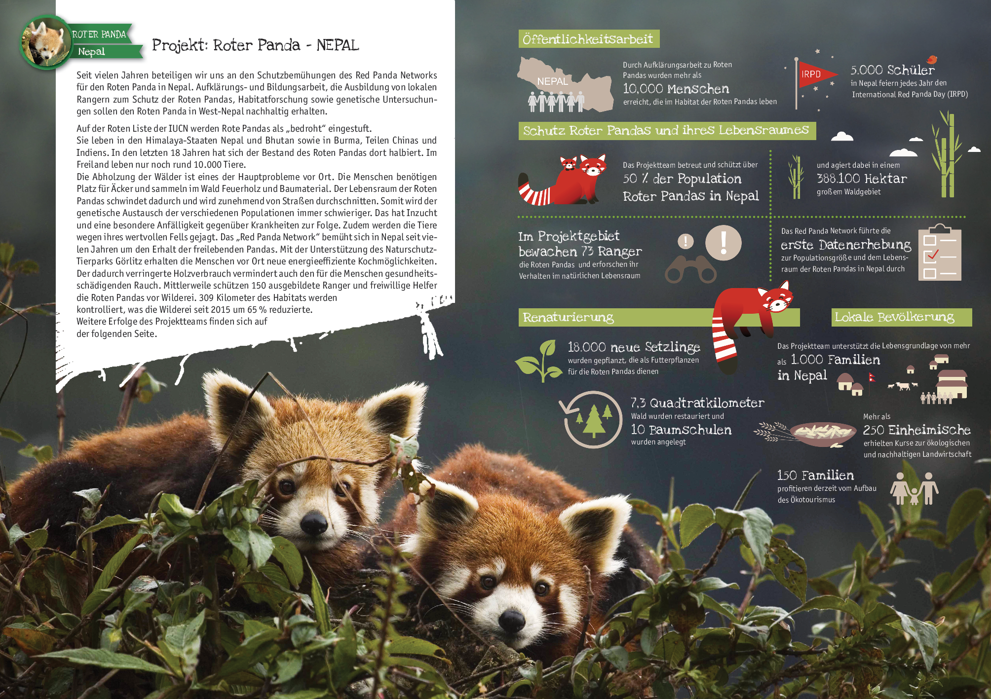 Roter Panda - Nepal - Tierpark Görlitz